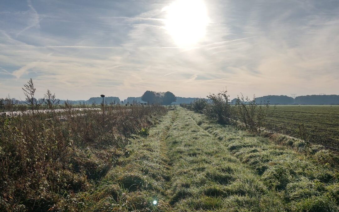 Schitterend licht . . . trailrunner op Pauwelspad