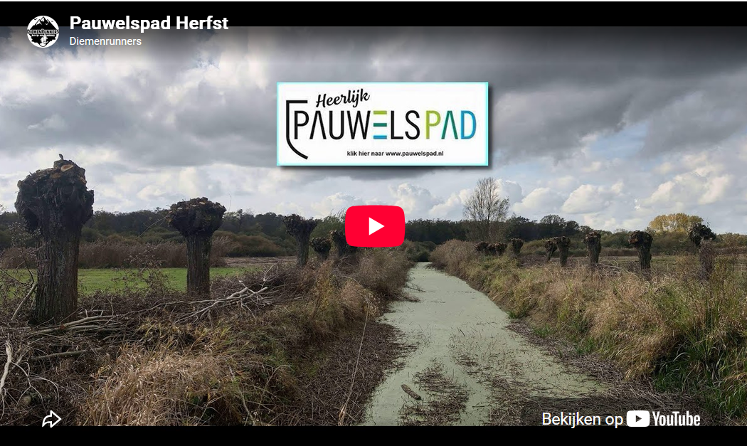 Trailrunner op Pauwelspad