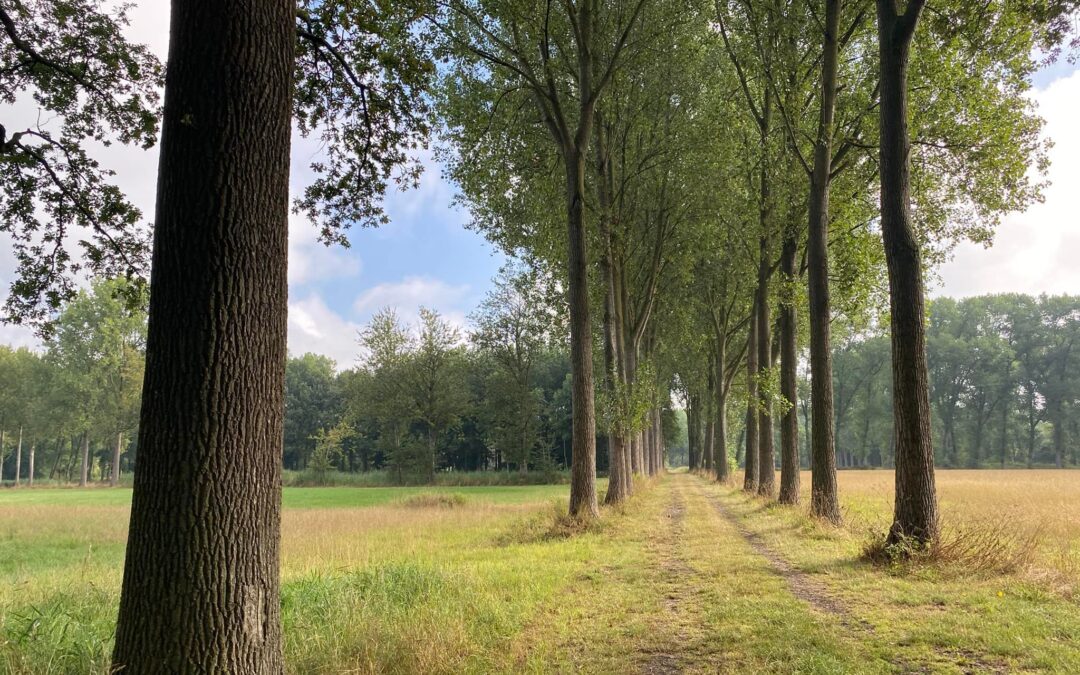 Vroege wandelaars