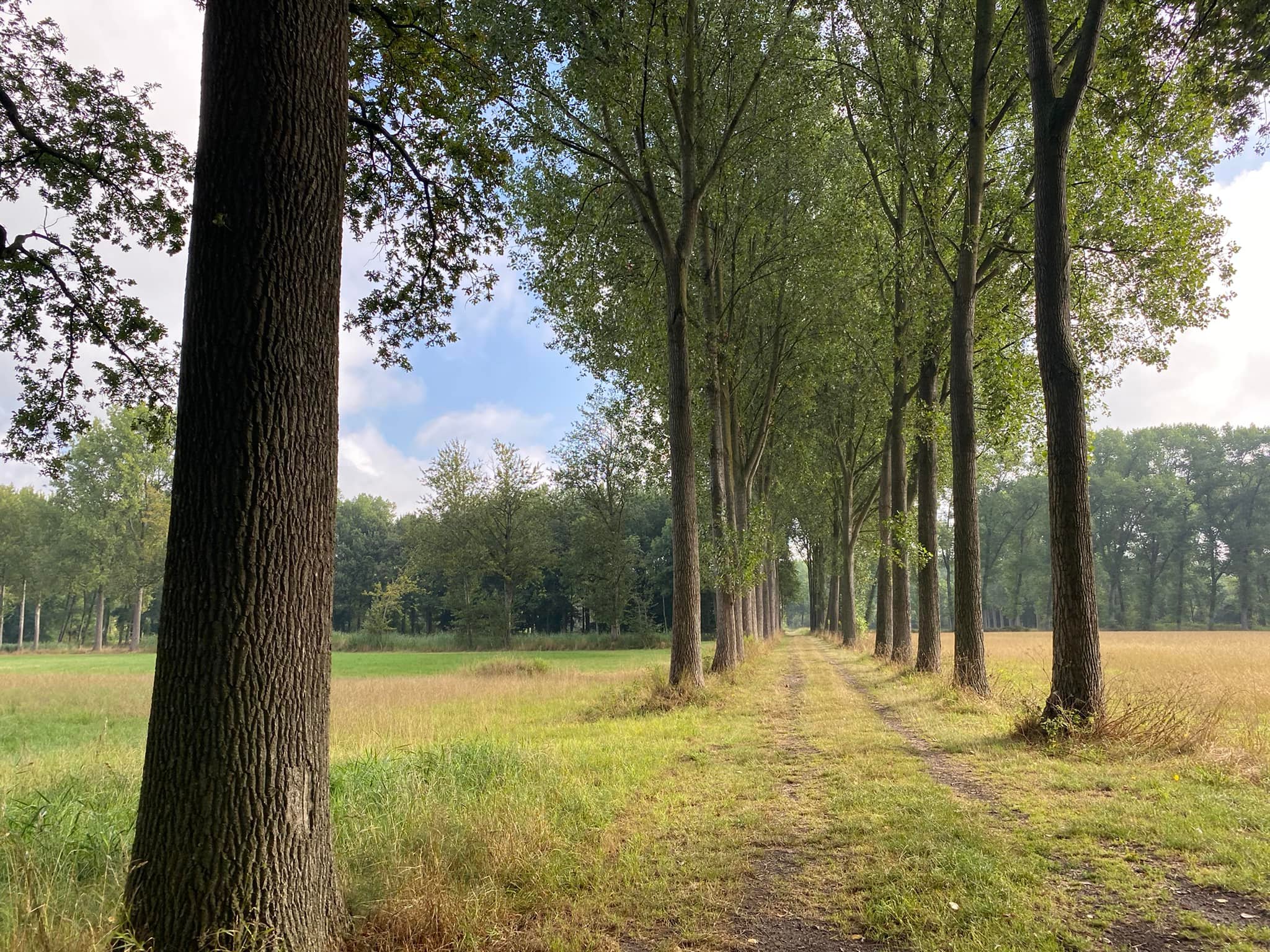 Vroege wandelaars